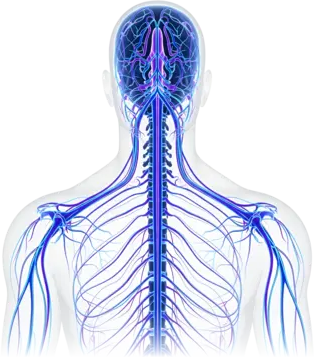 Illustration of the brain, spinal cord and nerves